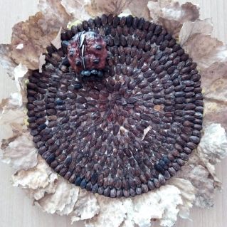 Осенняя цветочная лужайка