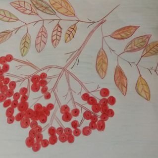 Ветка рябины