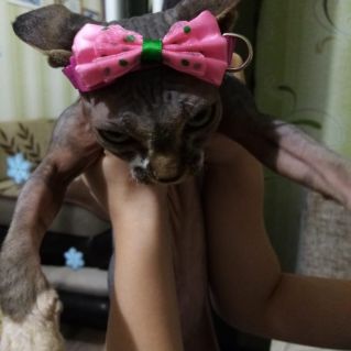 "Моя любимая Бусильда"