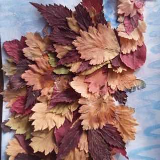 Осень -красивая пора.