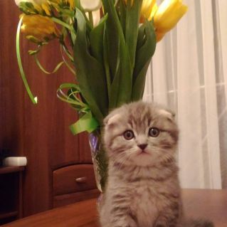 Долгожданный друг