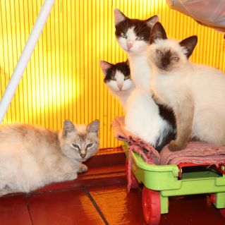 трое из ларца, одинаковы  с лица