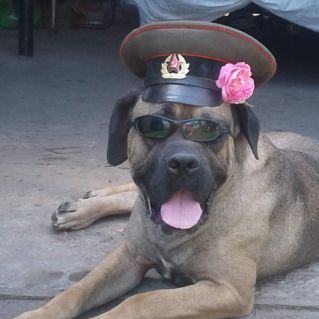 Красавец Тайсон