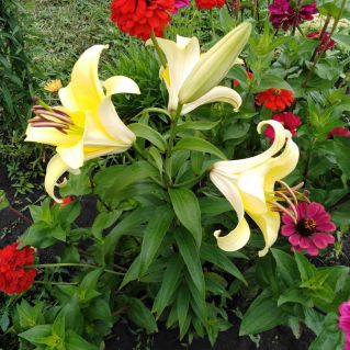 "Царская Лилия"