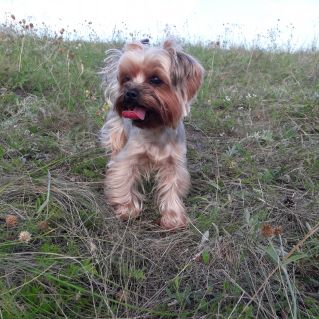 Мой друг-мой пес!!!