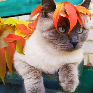 Люблю наряжаться!