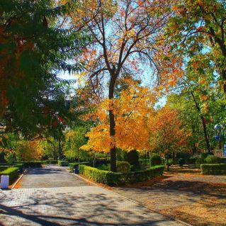 "Золотая осень в моём городе"