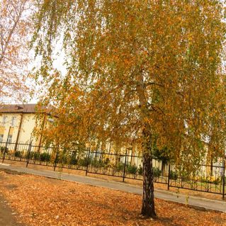 "Осенняя берёзка"