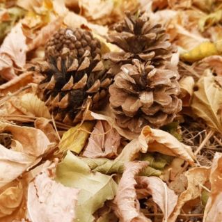 "Дары осени"