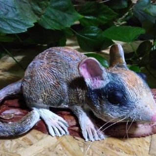 Соня садовая