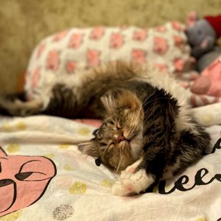 Сладкие сны