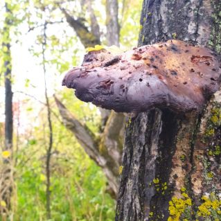 Чудо природы