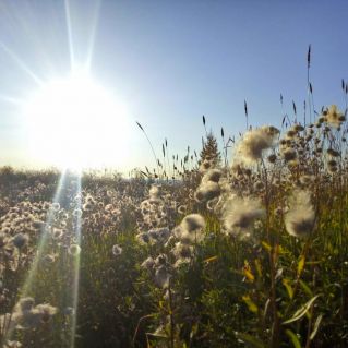 Луч солнца золотого