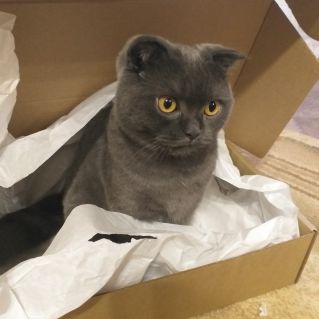 "А у нас такая кошка! "