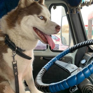 Шофёр-любитель