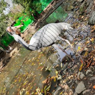 "Удивительная птица"