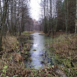 "Осенний лес"