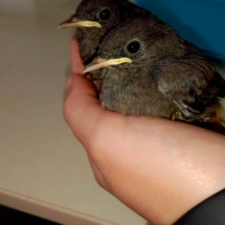 Горихвостки