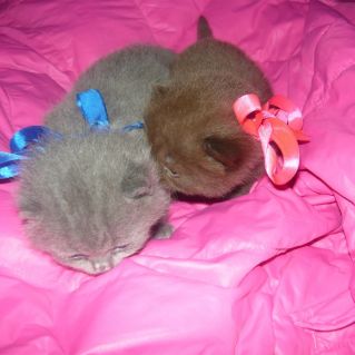 Муркис-Муркиса брат и сестра