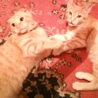 Мои любимые рыжики