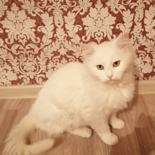 Наша Белоснежка