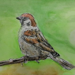 "Воробушек"