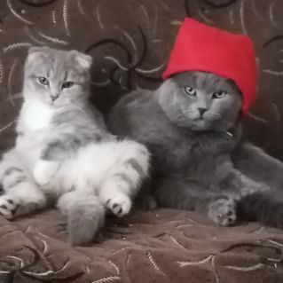 Мои любимые Васька и Машка