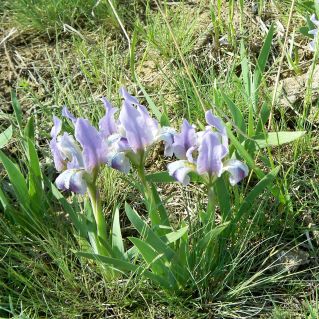 Символ ко родной земли.