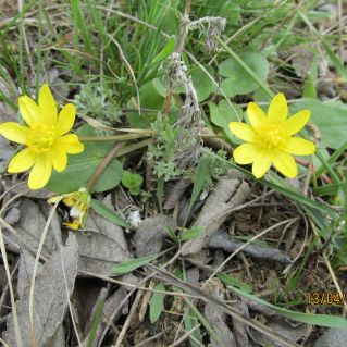 Цветы — чарующее эхо дальних звёзд…