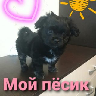 "Моя радость-мой Пепсик"