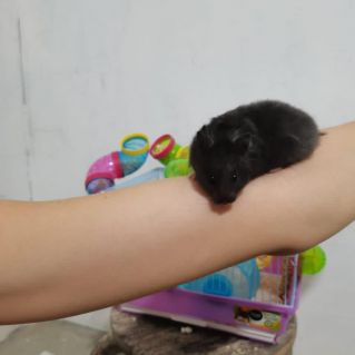 "Весёлая и умная любимка моя"