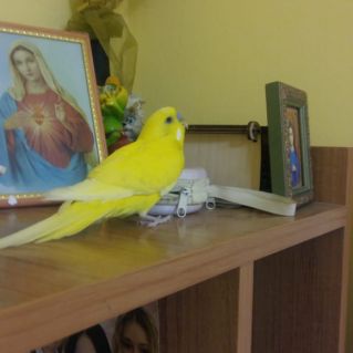 "Вольная птица!"