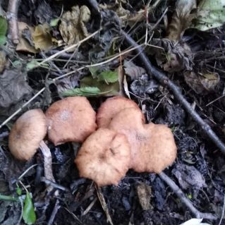 Богатство земли родной