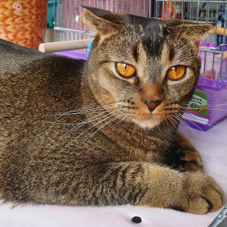 Мой любимый кот Парфен