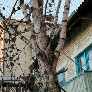 Воробьиная столовая.