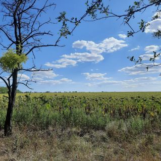 Знойный полдень.