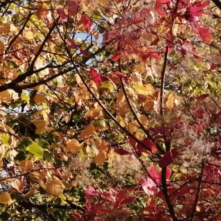 Очей очарованье...