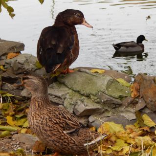 Осенний пруд.