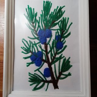 Можжевельник