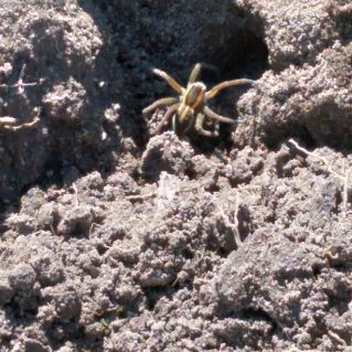 мой крой родной