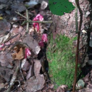 мой край родной