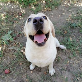 "Моя верная подружка"