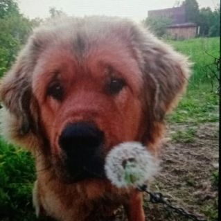 Мой лучший друг Бува