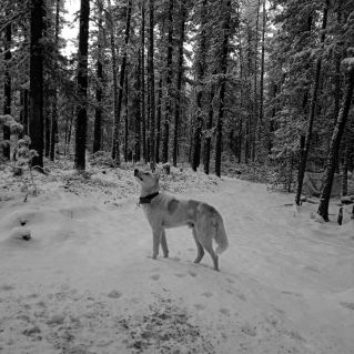 первый снег