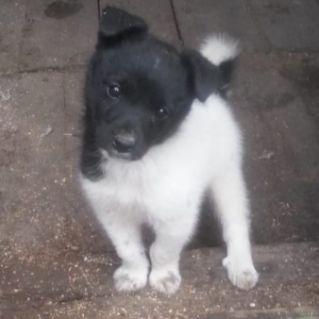 Мой маленький друг