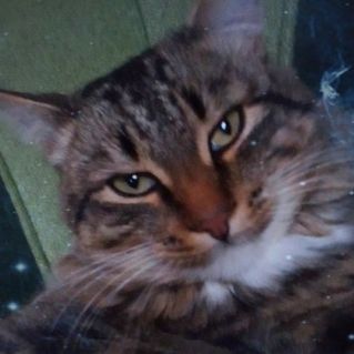 Кошка, которая гуляет сама по себе.