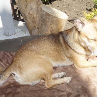 Преданный друг