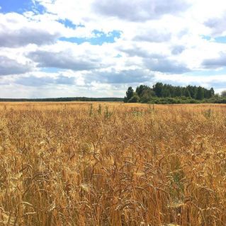 "Давайте сохраним"