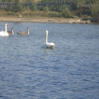 "А белый лебедь на пруду..."