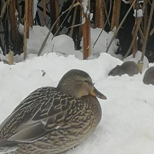"Войди в природу другом"